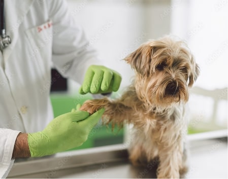 Veterinarian holding a dog's paw