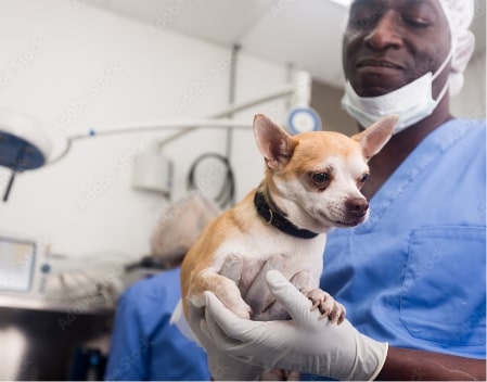 Veterinarian holding a Chihuahua