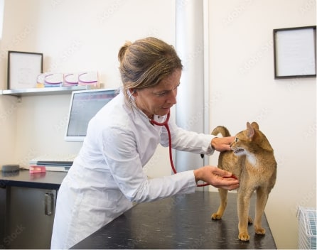 Veterinarian listening to a cat's vitals