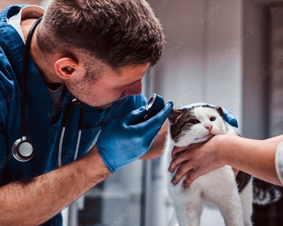 Veterinarian examining a kitten's ear