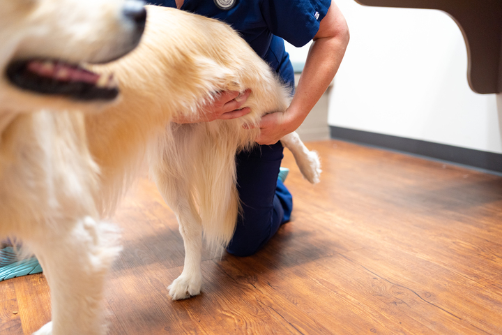 Veterinarian testing a dog's joints