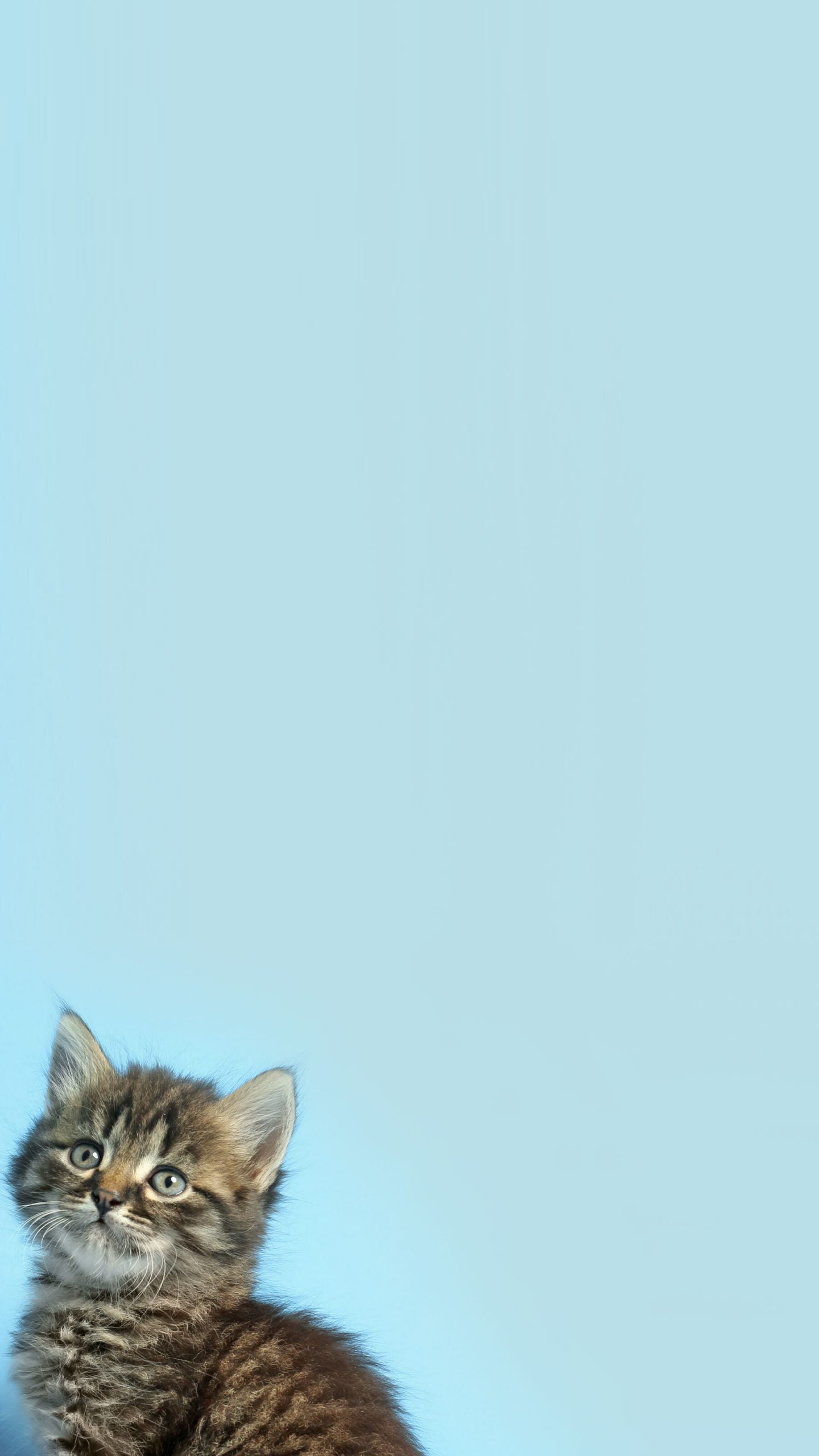 Black striped cat with blue background