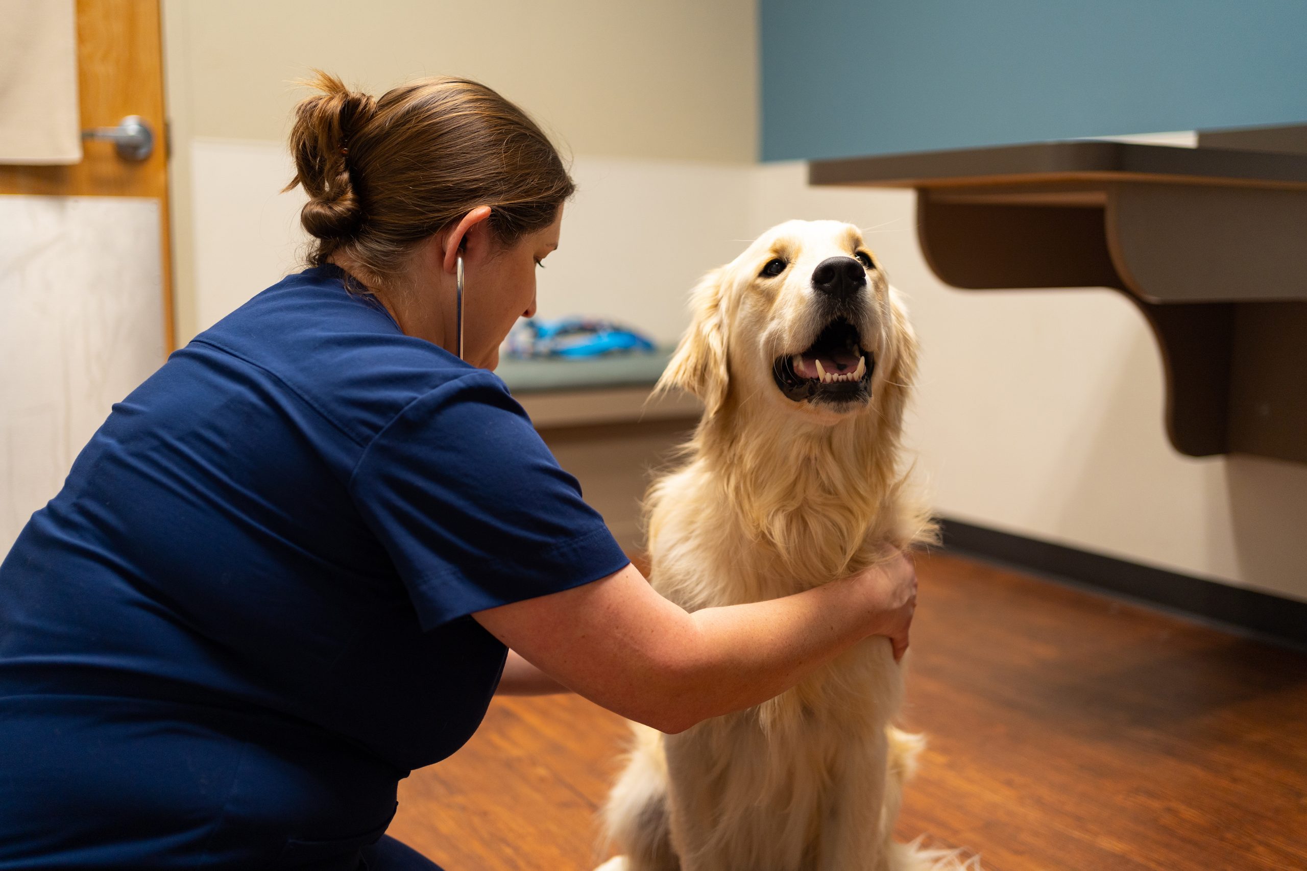 Veterinarian listening to a dog's vitals