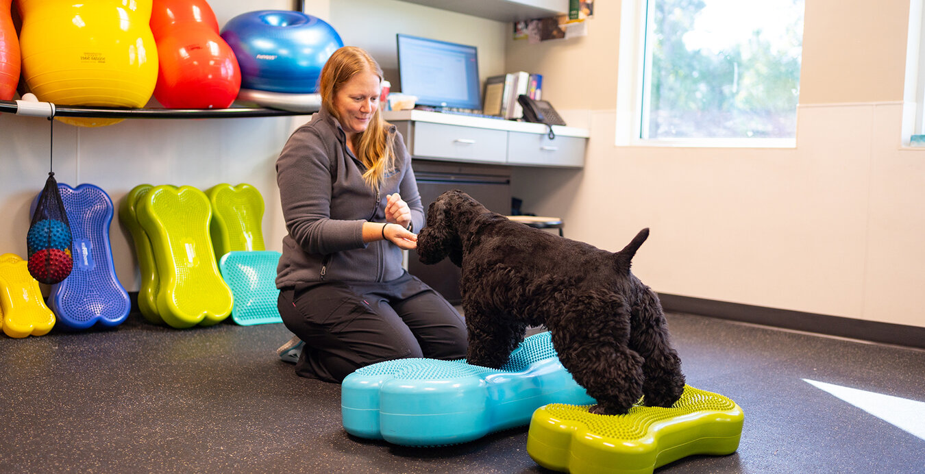 Dog rehabilitation and physical therapy